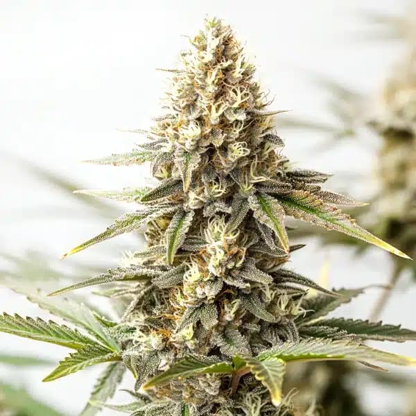 Maracuya Auto Seeds