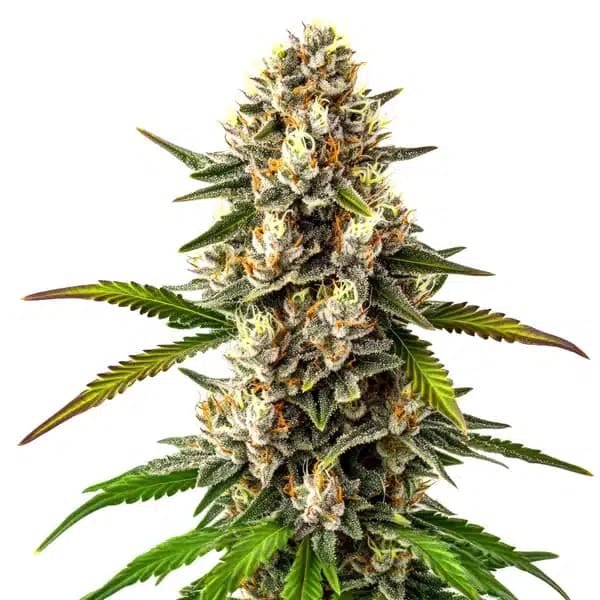 Maracuya Regular Seeds