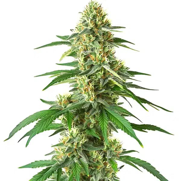 Master Kush Auto Seeds