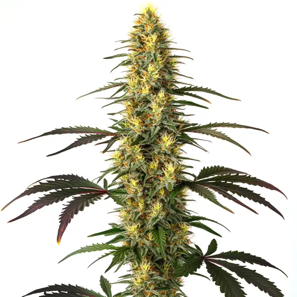 Master Kush Seeds