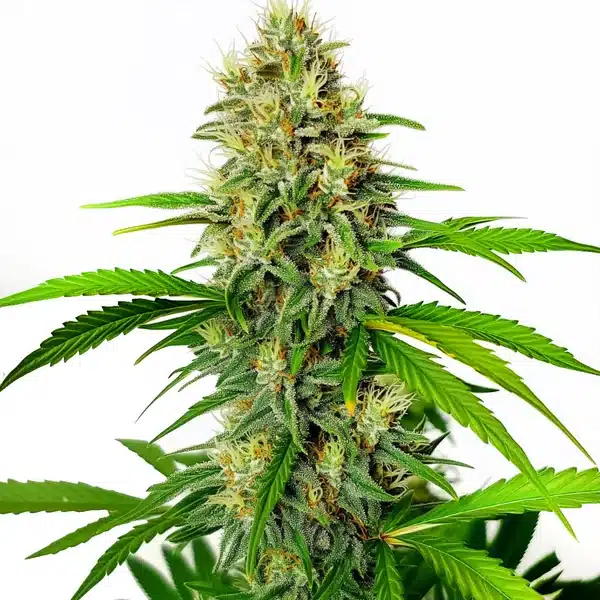 Maxigom Auto Seeds