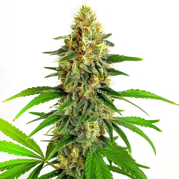 Mazar Auto Seeds