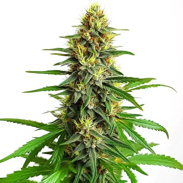 Mazar Regular Seeds