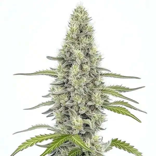 Mazar Seeds