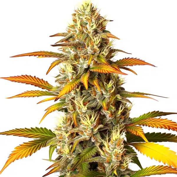 Melon Gum Seeds