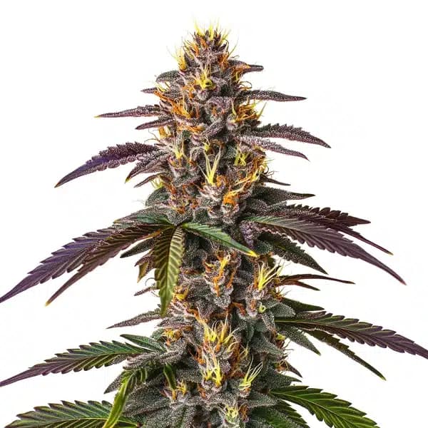 Mendocino Purple Kush Seeds