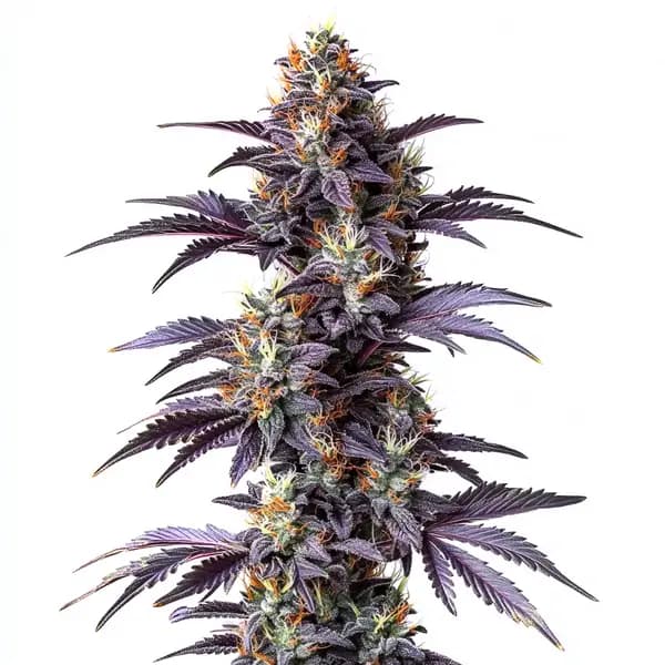 Mimosa Cake Auto Seeds