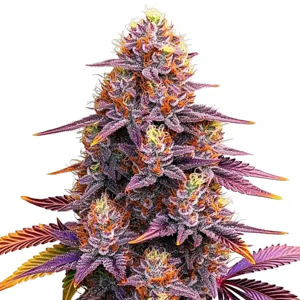 Mimosa F1 Seeds