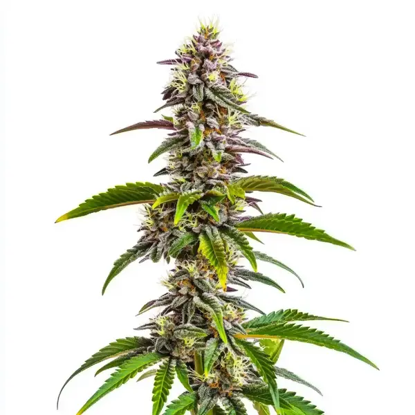 Mimosa Wedding Cake Auto Seeds