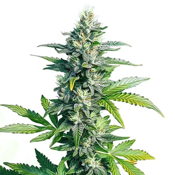 MK Ultra Seeds