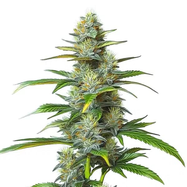 Moby Dick Autoflower Seeds