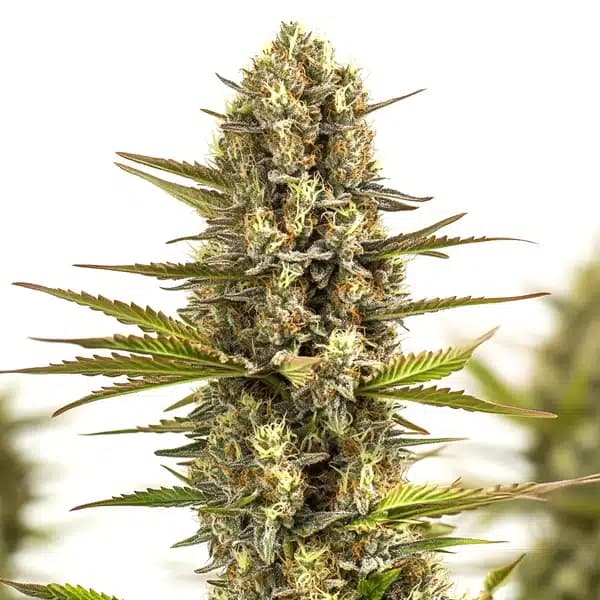 Moby Plant Seeds