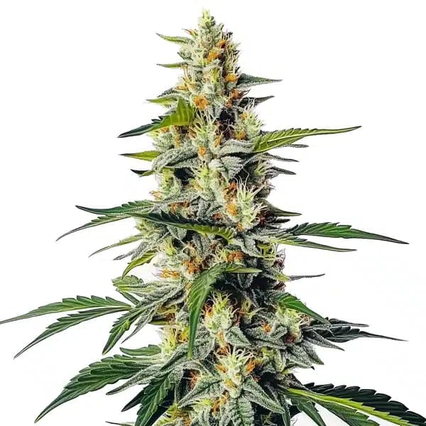 Moby Regular Seeds