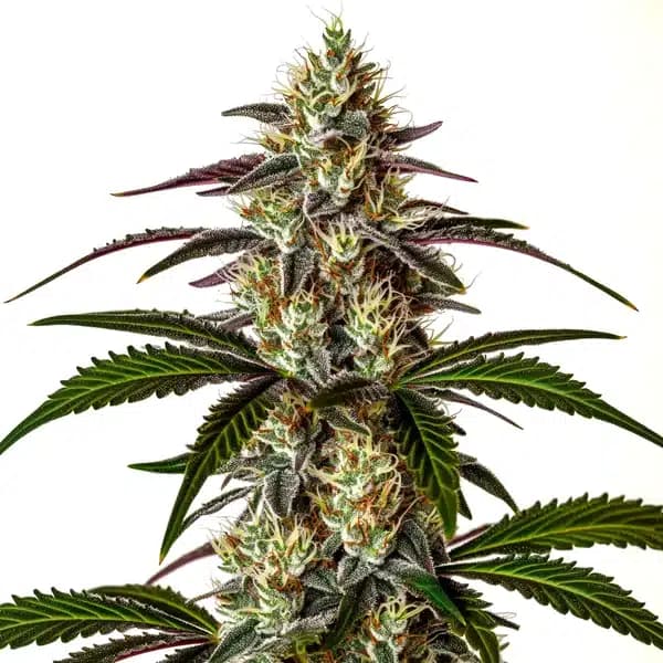 Moby x Do-Si-Dos Seeds