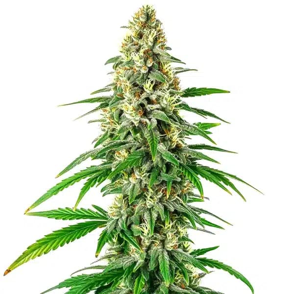 Mochalope Regular Seeds
