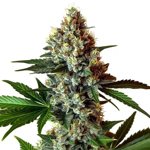 Mochalope x Do-Si-Dos Seeds