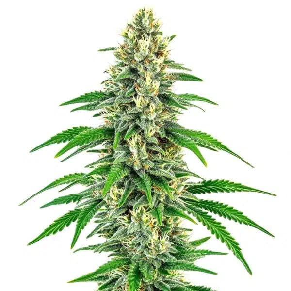 Mochalope Seeds