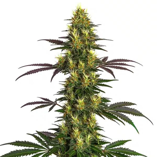 Mohan Ram Seeds