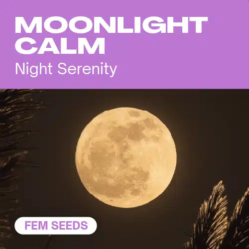 Moonlight Calm Seeds