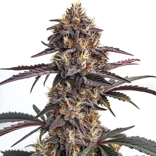 Moonshine Cookies Auto Seeds