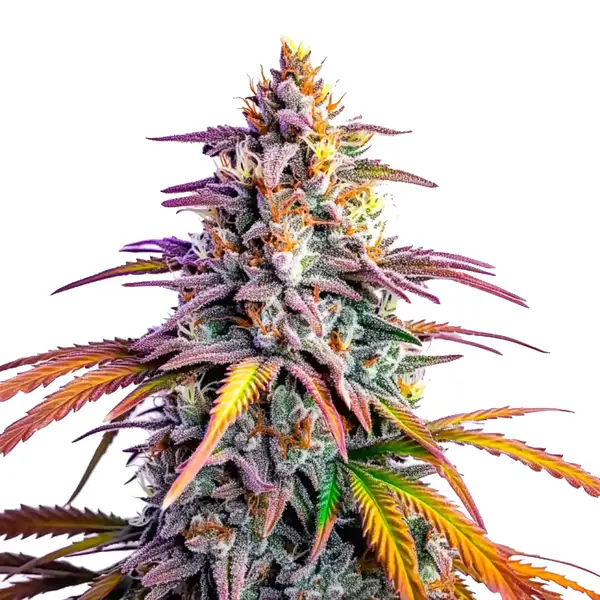 Motor Breath x Honey Drop Seeds