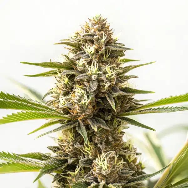 Nemesis Seeds