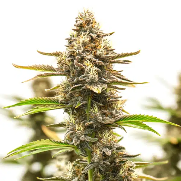 Neville Haze Auto Seeds