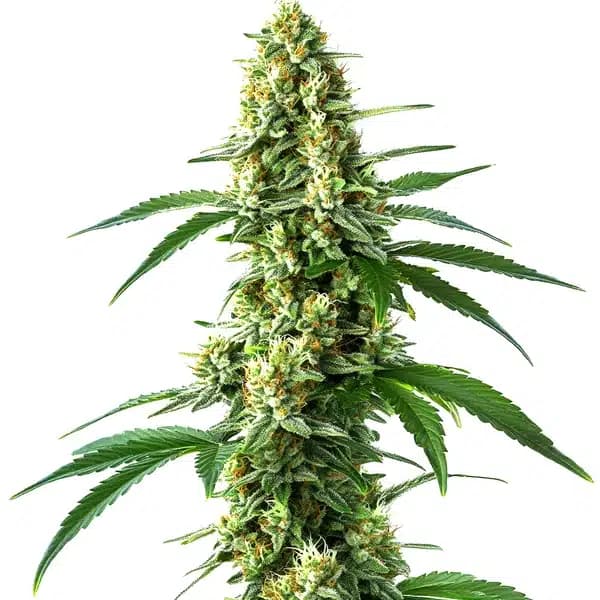 Nicole Kush Seeds