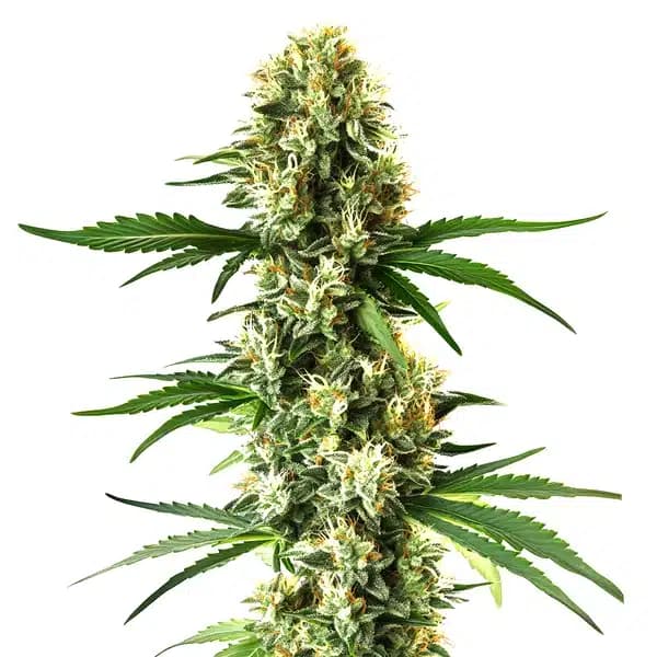 Nikki & Swami’s Lemon OG Seeds