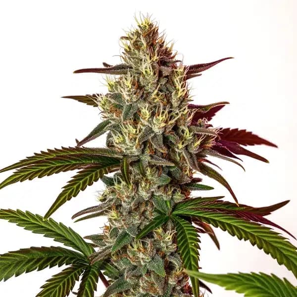 Nikki & Swami’s Maracuya Seeds