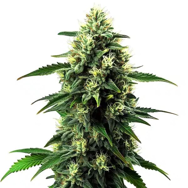 NL5 x Haze Auto Seeds