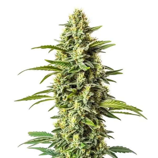 Northern Critical Seeds