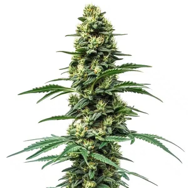 Northern Lights #10 x Amnesia Haze Seeds