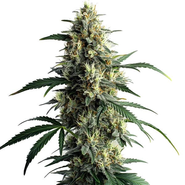 Northern Lights #10 Seeds