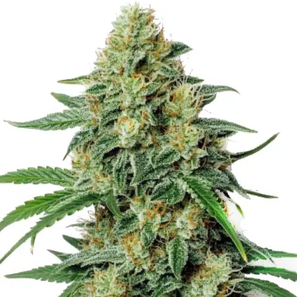 Northern Lights #5 x Amnesia Haze Seeds
