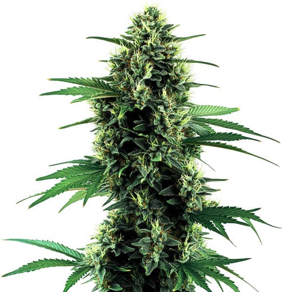 Northern Lights Autoflower Seeds