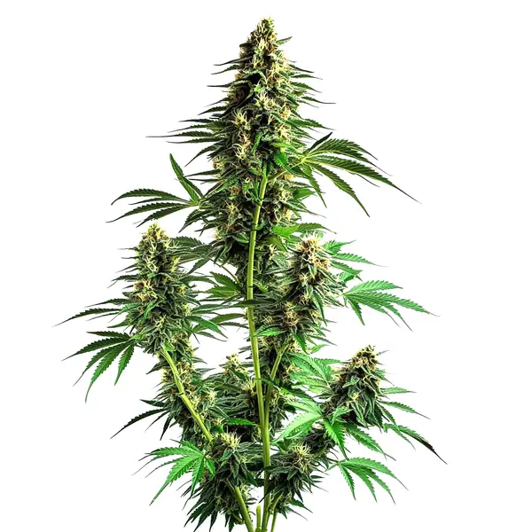 Northern Lights Autoflower F1 Seeds