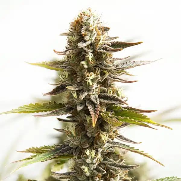 Northern Lights Mazar Auto Seeds