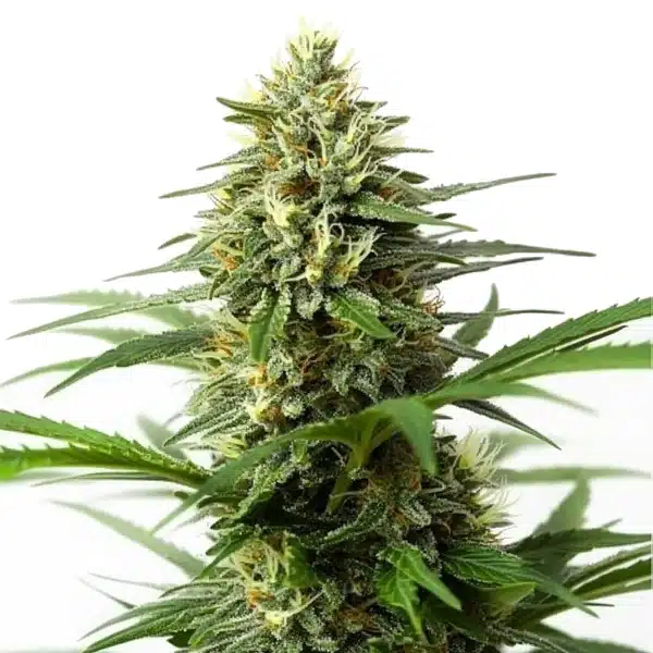 Northern Lights x Big Bud Auto Seeds