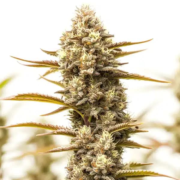 Northern Lights x Blueberry Auto Seeds