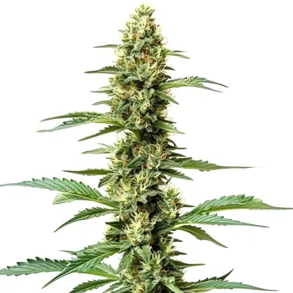 Northern Lights x Chronic Seeds