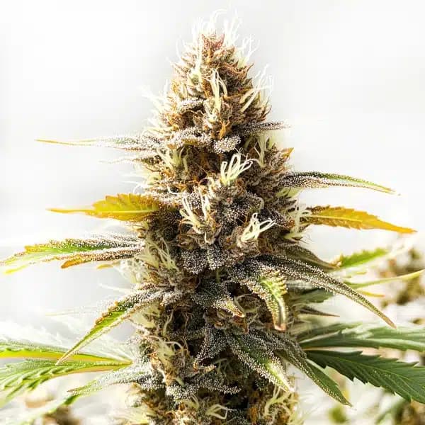 Northern Lights x Cinderella 99 Seeds