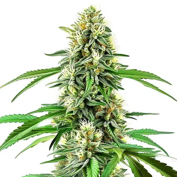 Northern Lights x Cream Auto Seeds
