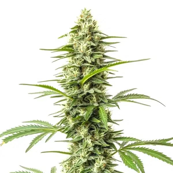 Northern Lights x Do-Si-Dos Seeds