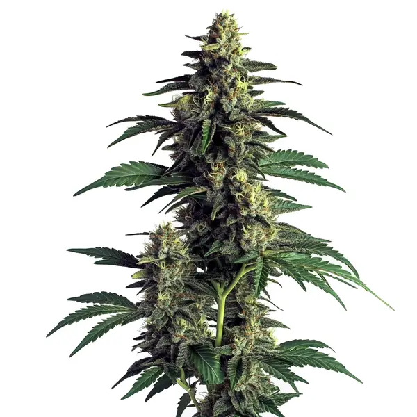 Northern Lights Seeds