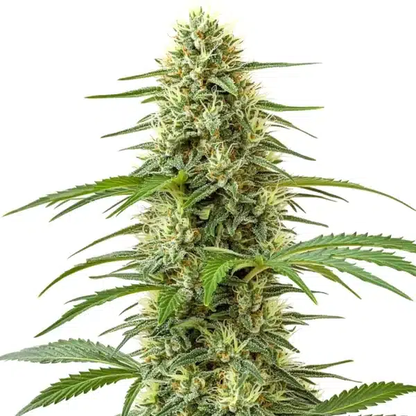 Northern Lights x Big Bud Seeds