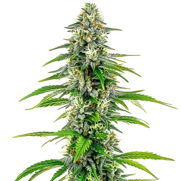 NYC Diesel Regular Seeds