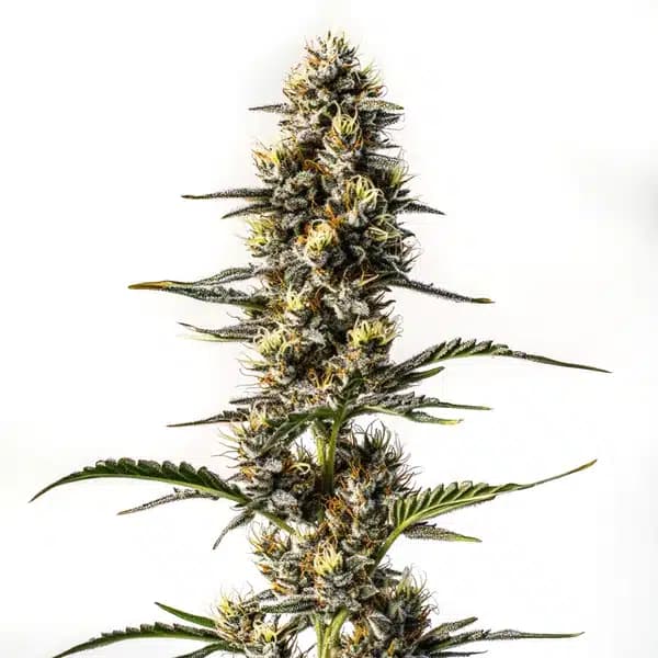 NYC Diesel Seeds