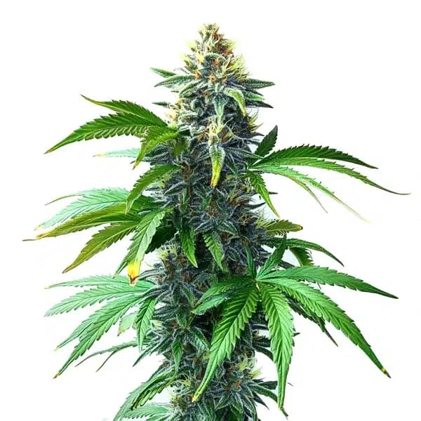 OG Kush F1 Seeds