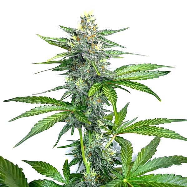 OG Kush Fast Version Seeds